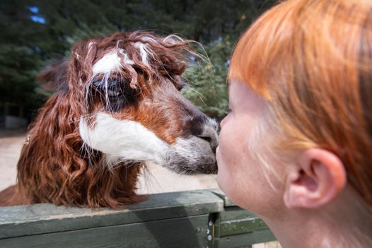 Udover jobbet som dyrepasser er Maria Buus Pedersen veterinærsygeplejerske og har sin egen dyreklinik på deres gård. Foto: Torben Hansen