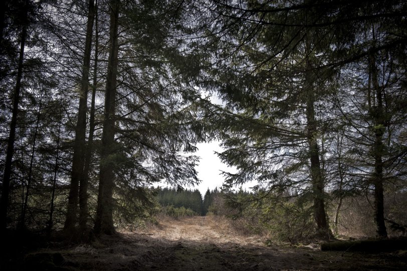 Natur i Tranum Klitplantage, som skal omdannes til Tranum Naturnationalpark. Foto: Arkivfoto