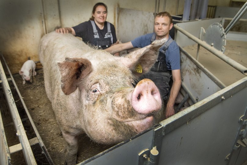 Sanne og Ole Mathiasen fra Nørregaard med so nr. 2771, der fødte kuldet på 31 pattegrise. Hun er selv født i 2018, og kuldet fra Mors Dag er hendes femte. <i>Foto: Lars Pauli</i>