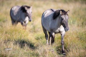 Se billederne: Her lever vilde heste i Nordjylland