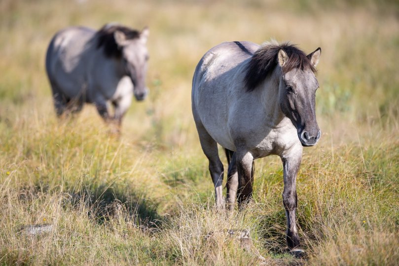 Ponyerne er fra Tyskland, men er af den polske race konik. Foto: Torben Hansen