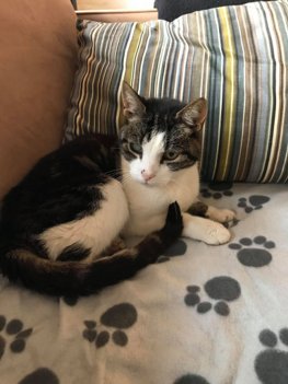 Katten Tom tilbage i Birgittes sofa, hvor han sidst har været for fem år siden. Foto: Privatfoto