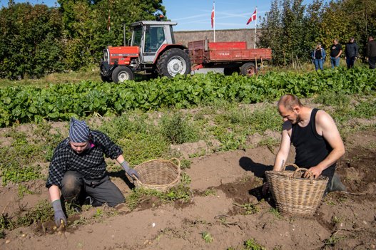 Kartofler spiller selvsagt også en vigtig rolle på ”Efterårets dag”. Arkivfoto Foto: Peter Broen