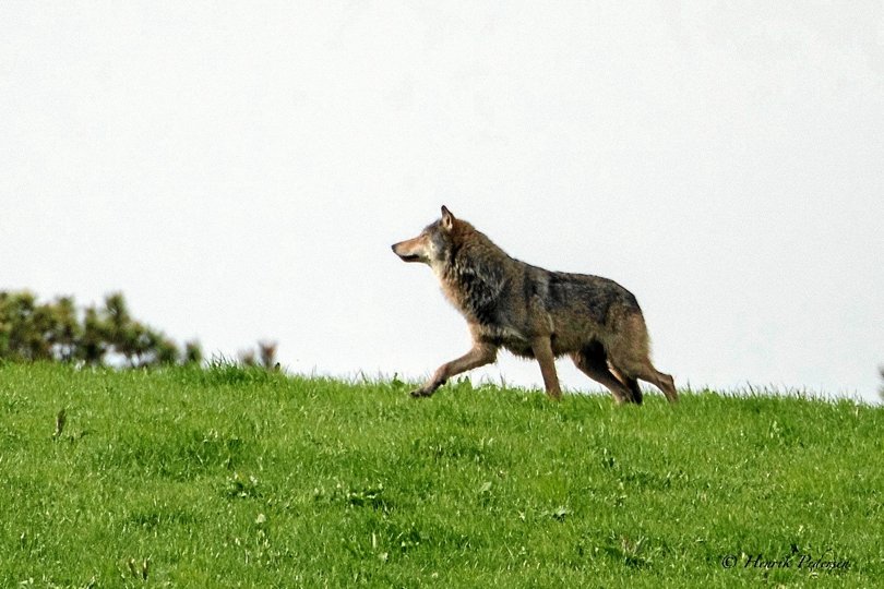 Det er endnu ikke fastslået, om der har været en ulv på spil, men politiet har fået henvendelser fra folk, der mener at have set en ulv ved Frejlev. Arkivfoto: Henrik Pedersen