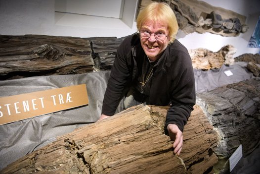 Afdelingsleder Henrik Madsen har nu færdiggjort udstillingen af verdens største fossil, en træstamme, på Fossil- og Molermuseet. <i>Bo Lehm</i>