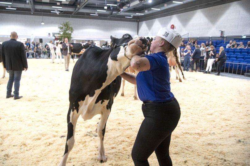 Kimbrerskuet brød rekorden med over 800 tilmeldte dyr. Foto: Henrik Louis <i>Foto:Henrik Simonsen</i>