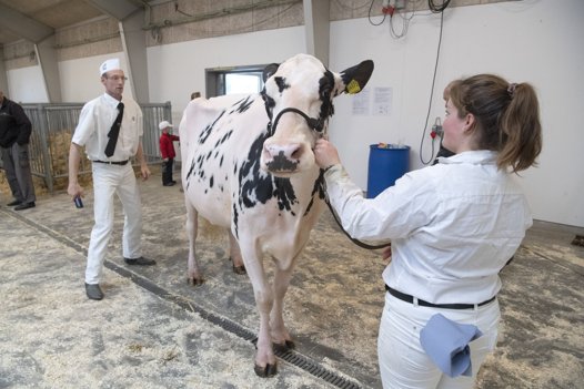 Kimbrerskuen finder sted hvert år i Messecenter Himmerland, hvor det hele foregår indendørs. Foto: Henrik Louis <i>Foto:Henrik Simonsen</i>