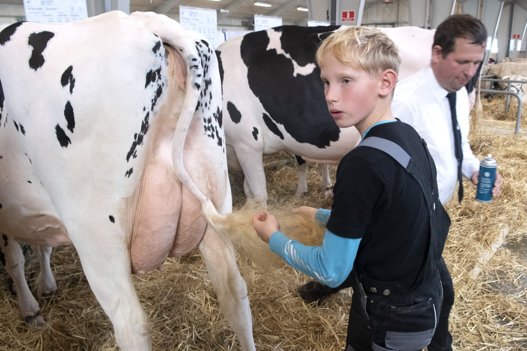 I løbet af Kimbrerskuet kan man både se kaniner, fjerkræ, duer, geder, får, heste og køer. Foto: Henrik Louis <i>Foto:Henrik Simonsen</i>
