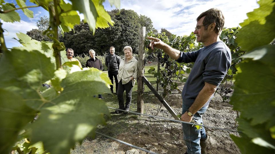 Arbejdet i vinmarken bærer næsten hele lønnen i sig selv, mener Mogens Damsgaard. Men det der jo sjovere, når der også kommer vin på flaskerne.Arkivfoto: Claus Søndberg <i>Pressefotograf Claus Søndberg</i>