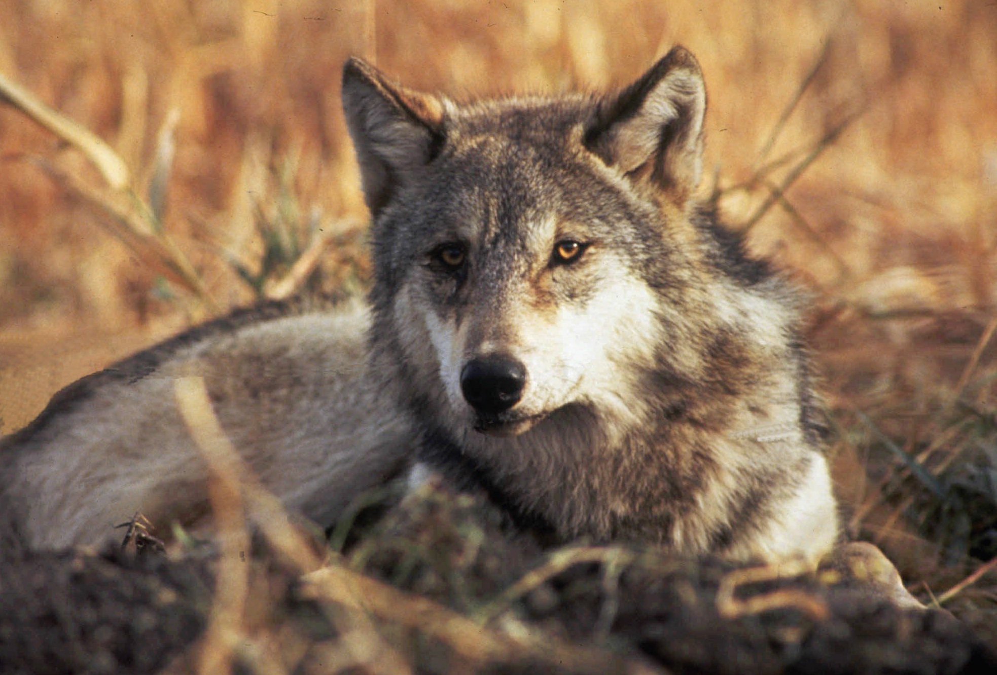 Din mening: Bør det være lovligt at skyde ulve?