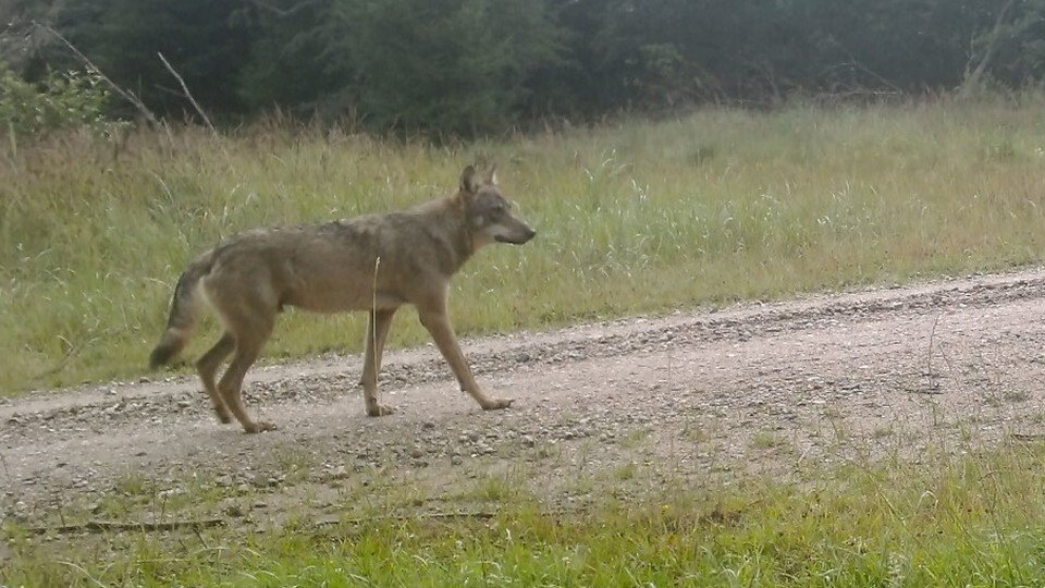 Ulven har tilsyneladende slået sig ned i Lille Vildmoses sydlige indhegning omkring Tofte Skov og Tofte Mose, der også er langt den største - og som er lukket for offentligheden. Foto: Aage V. Jensens Naturfond.