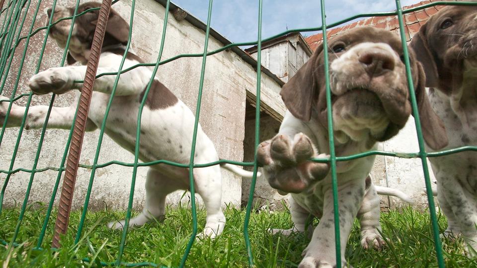 Det var højst sandsynligt en hundehvalp på fem måneder, der satte ilden igang. <i>Arkivfoto: Peter Broen</i>