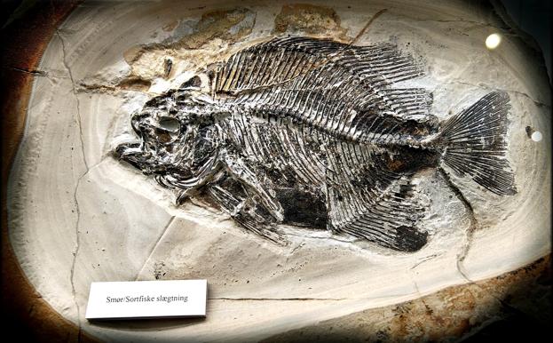 I ansøgningen til Unesco vil der især blive fokuseret på de fossiler af fisk, der er fundet i molerklinterne på Mors og Fur. <i>Foto: Torben Hansen</i>