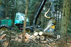 Testcenter har kostet 440 hektar skov: Thy ønsker fuld kompensation for tabte træer