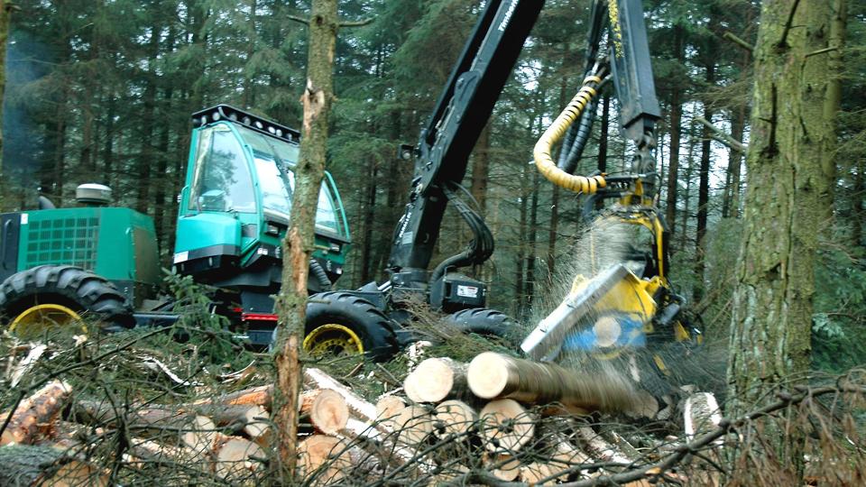 440 hektar skov er faldet for at skabe plads til testcentret i Østerild Plantage. Nu vil Thisted Kommune have rejst mere erstatningsskov lokalt som kompensation for den skov, der er faldet ved Østerild. <i>Arkivfoto: Jens Fogh-Andersen</i>