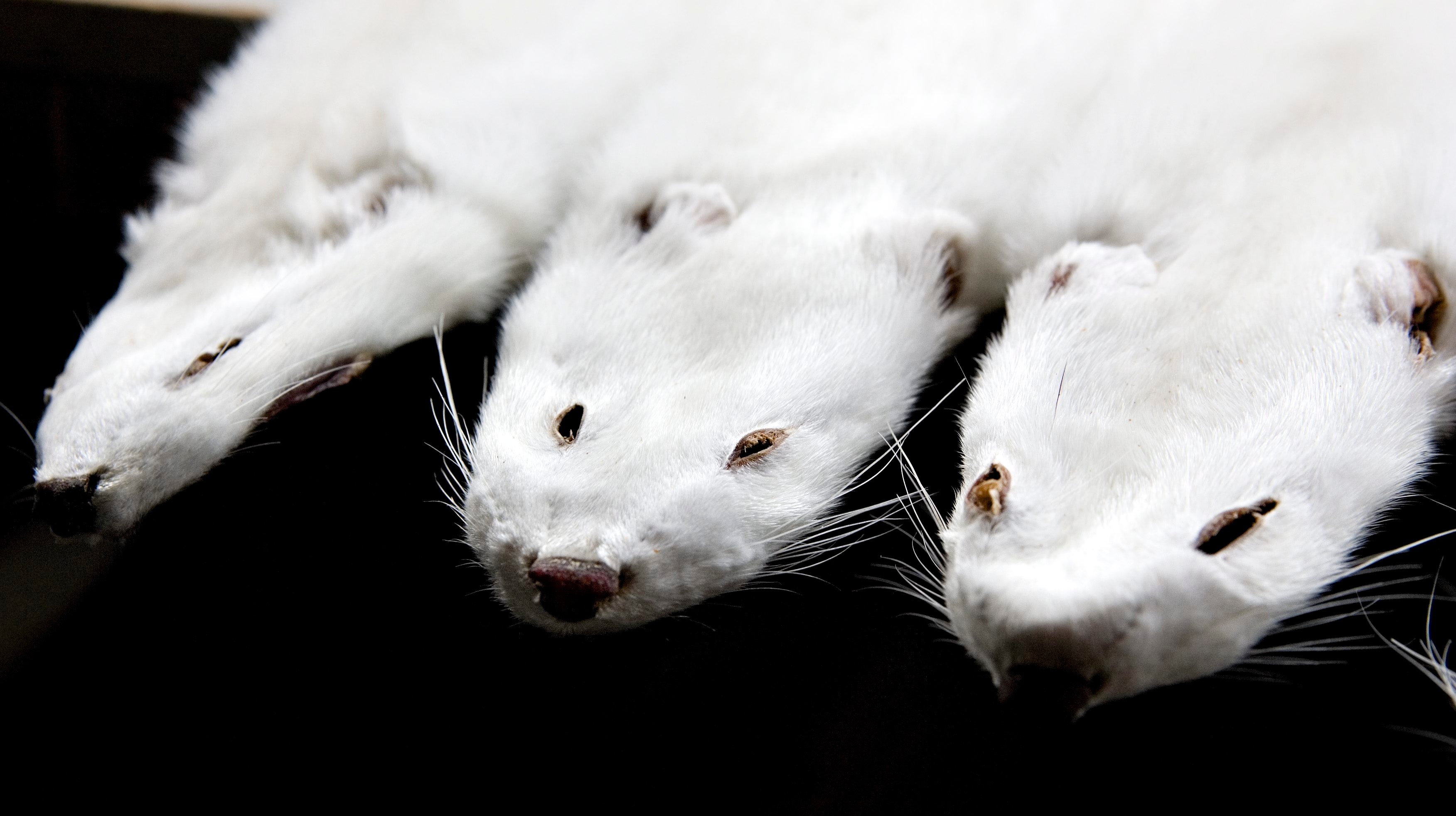 Minkskind, hash og hvidvask for millioner. Her er den nordjyske forbindelse til Operation Bianco