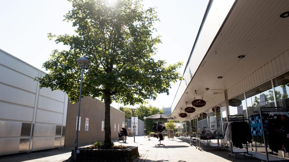 Træet her skal fældes. Foto: Kurt Bering <i>Kurt Bering</i>