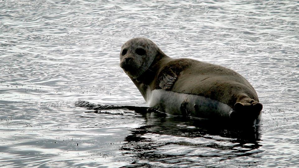 Den arrige sæl i Roskilde Fjord udviste en meget usædvanlig adfærd. Sælen på billedet er ikke den omtalte sæl fra Roskilde. Foto: Klaus Madsen <i>Klaus Madsen</i>