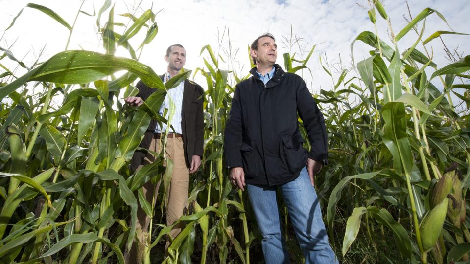 Direktør Bruno Courme til venstre og efterforskningschef Henrik Nicolaisen fra Total i den majsmark ved Flauenskjold, hvor den kommende efterforskningsboring efter skifergas skal finde sted. Foto: Henrik Louis