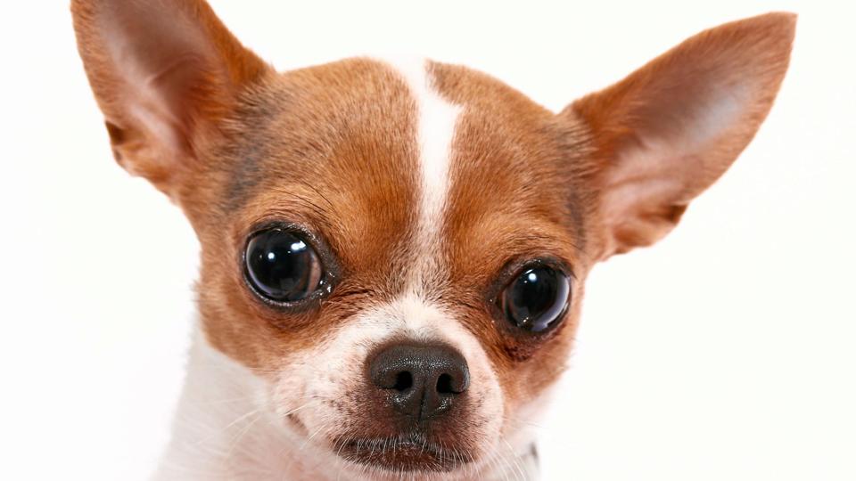 En mand er blevet dømt for at kaste så voldsomt med en Chihuahua, at hunden døde. Foto: Colourbox