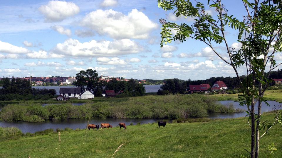 140602-foto: Jens Frandsen ¬ Viborg. Mose ved Søndersø. Også med noget, der måske kan ligne en grågås. ¬ af praktikant