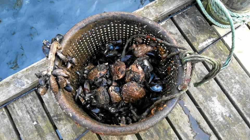 Ulovlige østers fundet i beskidt havnevand. Privatfoto