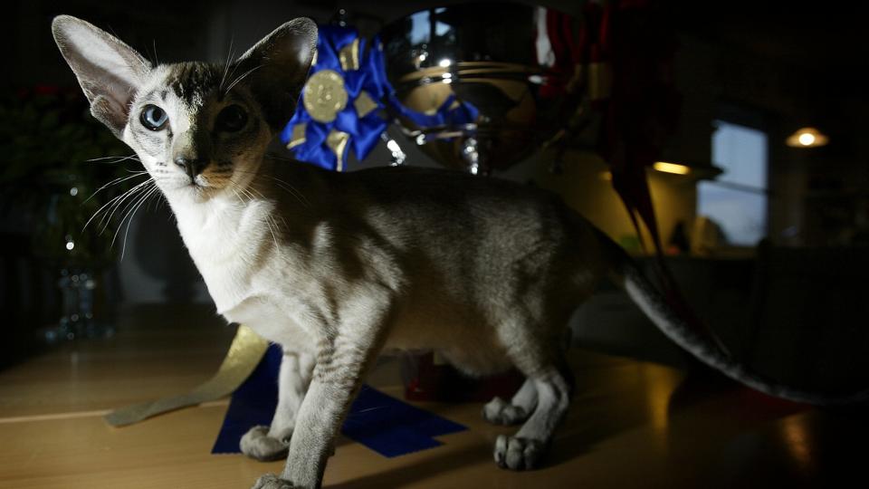 Der bliver mulighed for at se masser af smukke racekatte, som f.eks. denne siameser. Arkivfoto: Anders Bak <i>Pressefotograf xxxxxxxxx</i>