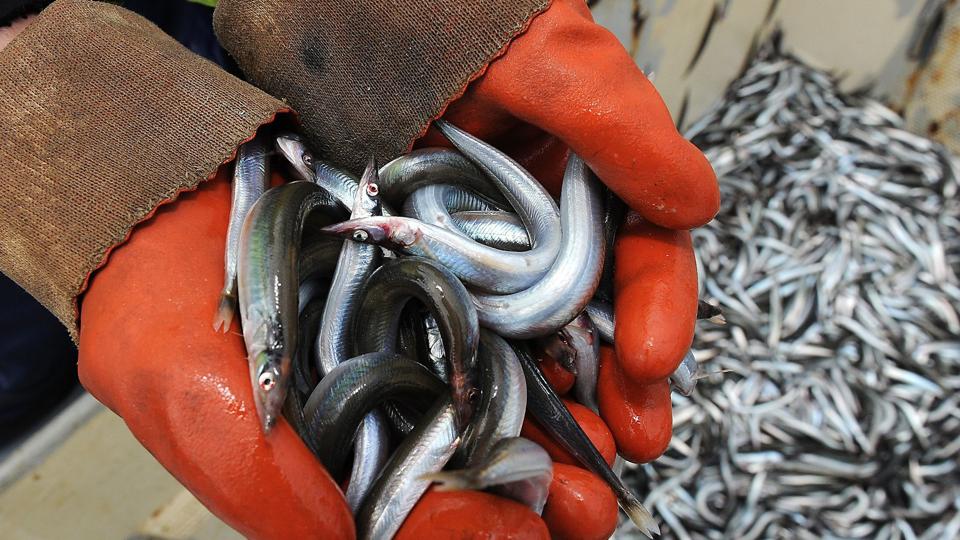 Lige nu er der tvivl om danske industrifiskeres fortsatte adgang til at fange tobis på fiskepladser i britisk farvand, og det giver bekymring, både i fiskeriet og i fiskemels- og olieindustrien. <i>Foto: Ole Iversen</i>