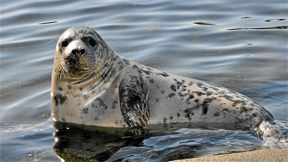 Foto: Nordsøen Oceanarium