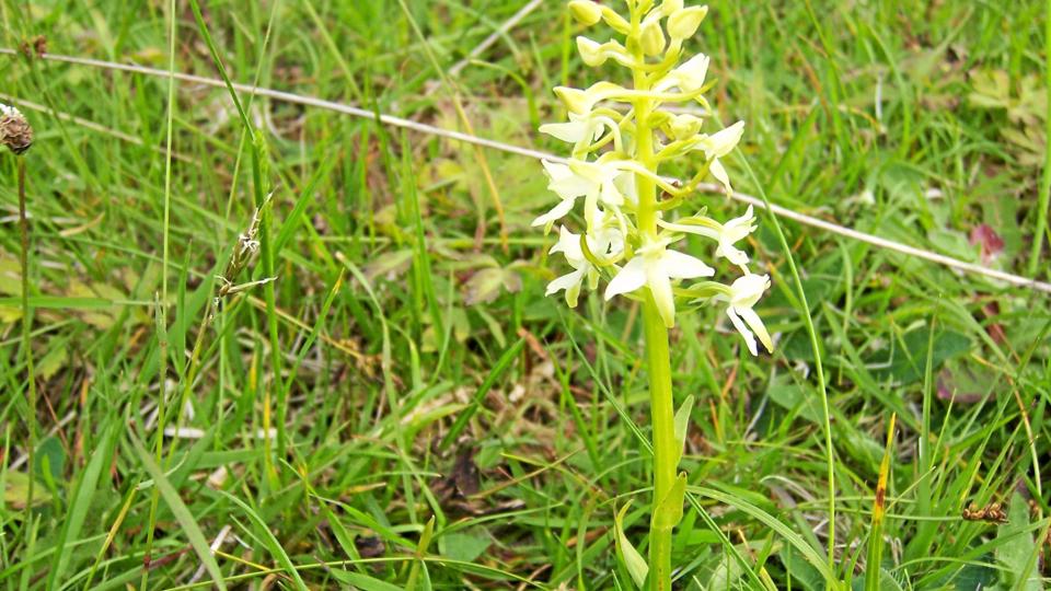 Der er blandt andet blomstrende orkideer i Bjergbys bakkede landskab. Her en gøgelilje.