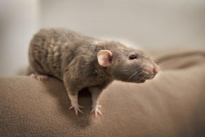 Holdt hundredevis af rotter som kæledyr