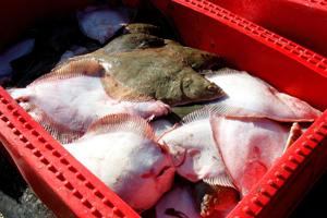 Fisker-protest mod tvungen omfordeling