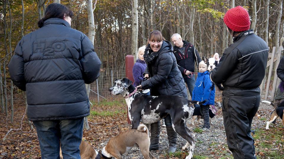 Indhegnede hundeskove er et populært mødested for både hundeejere og deres kæledyr. Der findes 36 hundeskove i Nordjylland, og det er kun seks uger siden, at den seneste af slagsen - 10 hektar ved Frejlev - blev indviet. ?Arkivfoto: Lars Pauli <i>Lars Pauli</i>