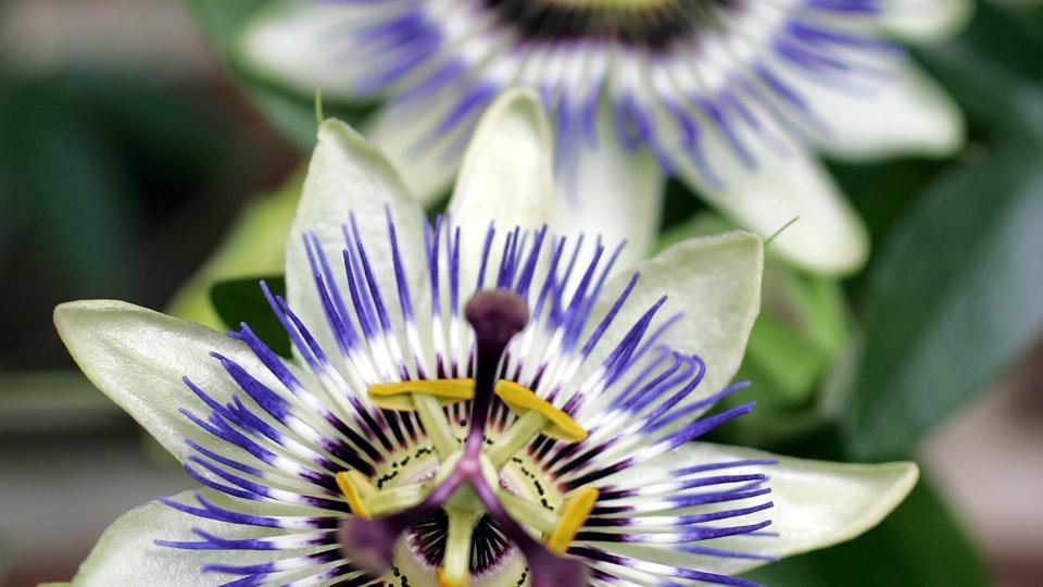 Passionsblomsten er en af nyhederne på dette års blomsterfestival. Arkivfoto: Grete Dahl