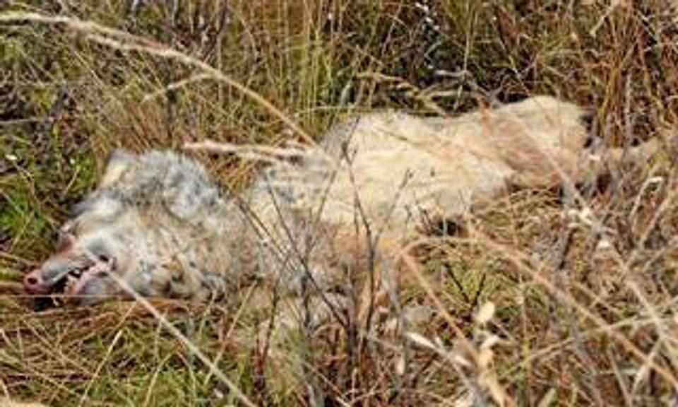 Da ulven i Thy blev fundet død nær Nors Sø i efteråret 2012, var det den første danske ulv siden 1813. Siden er der set adskillige strejfende ulve i Midt-, Vest- og Sønderjylland. I nytårsdagene sås en ulv således ved Brande i Midtjylland.