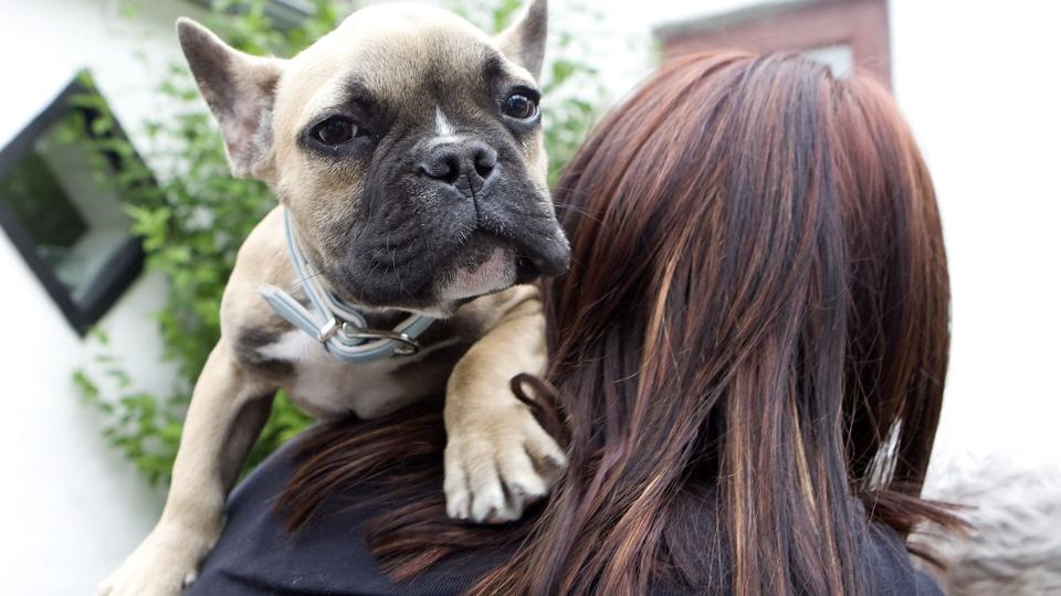 Især hvalpe og ældre hunde er i risikozonen for at blive alvorligt syge af den farlige virus.