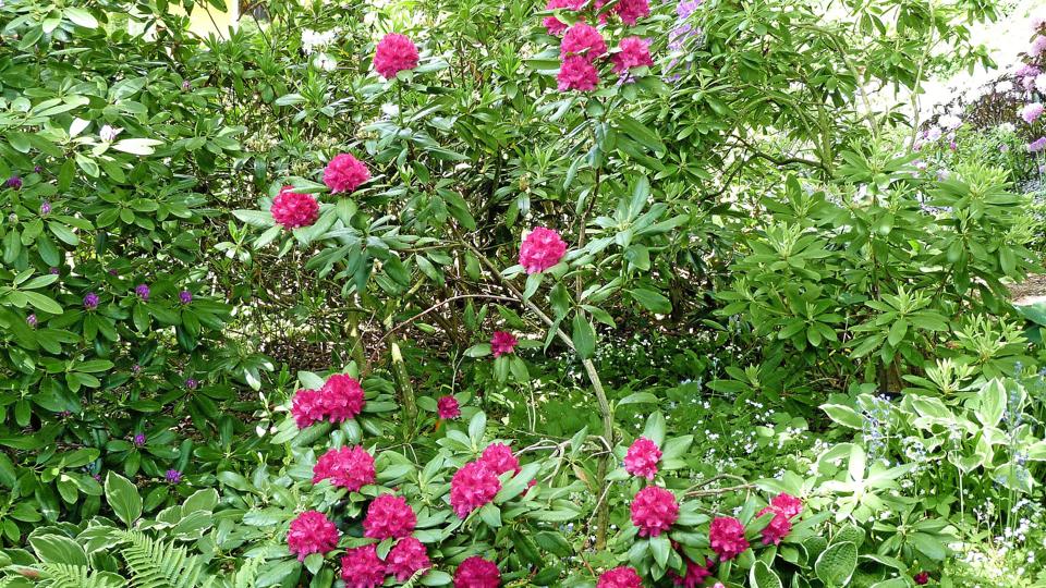 Nogle flotte Rhododendron. Foto: Jakob Arentoft <i>Jakob Arentoft</i>