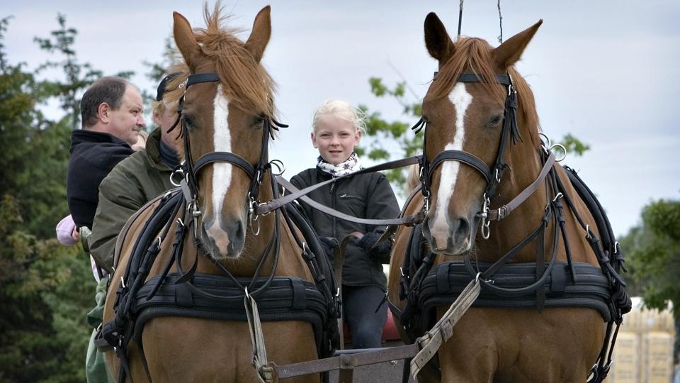På kæledyrsmessen i Bindslev kan publikum prøve at styre en kørevogn. Arkivfoto: Peter Langkilde <i>Fotograf Peter Langkilde</i>