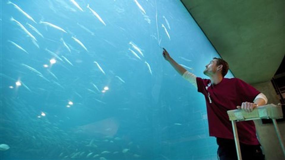 Dykker Simon Madsen ved den famøse revne i glasset i Oceanariet, der genåbner fredag. Foto: Bente Poder