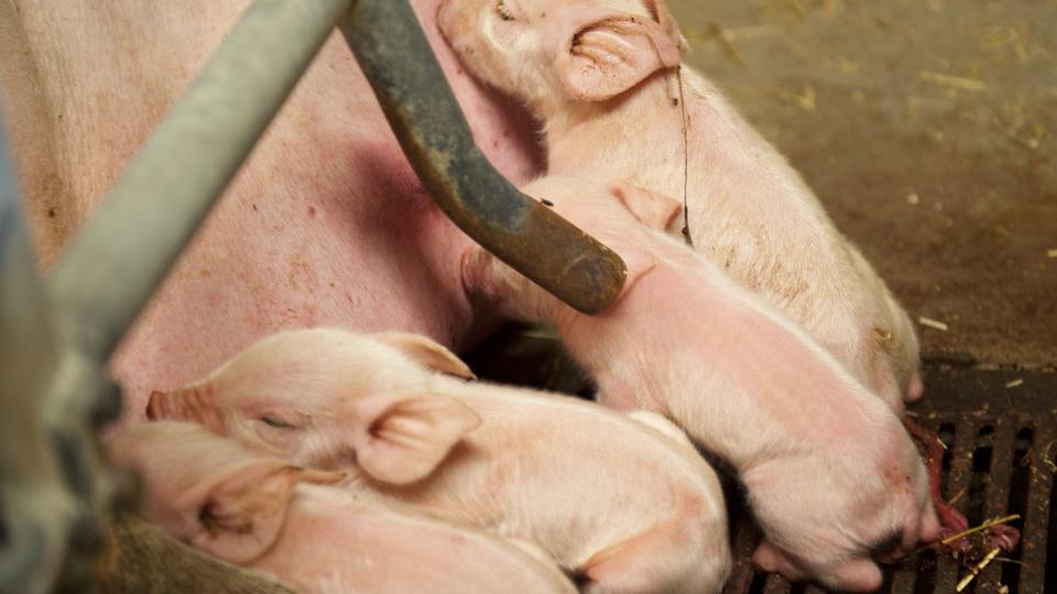 20-30 nyfødte smågrise druknede i gylle ved udslippet.Arkivfoto: Diana Holm <i>Foto: Diana Holm</i>
