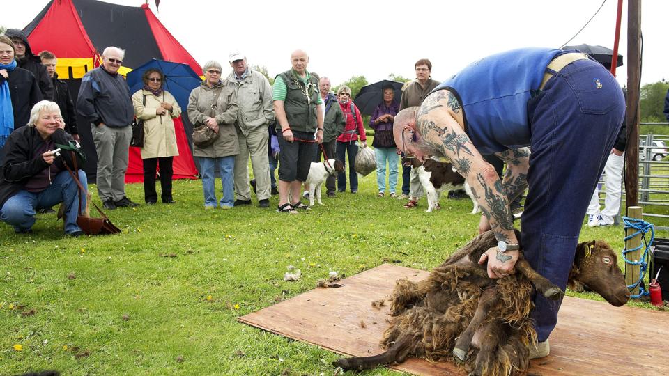 Jammerbugt har allerede flere store events - bl.a. Uldfestivalen i Saltum. Arkivfoto: Lars Pauli <i>Lars Pauli</i>