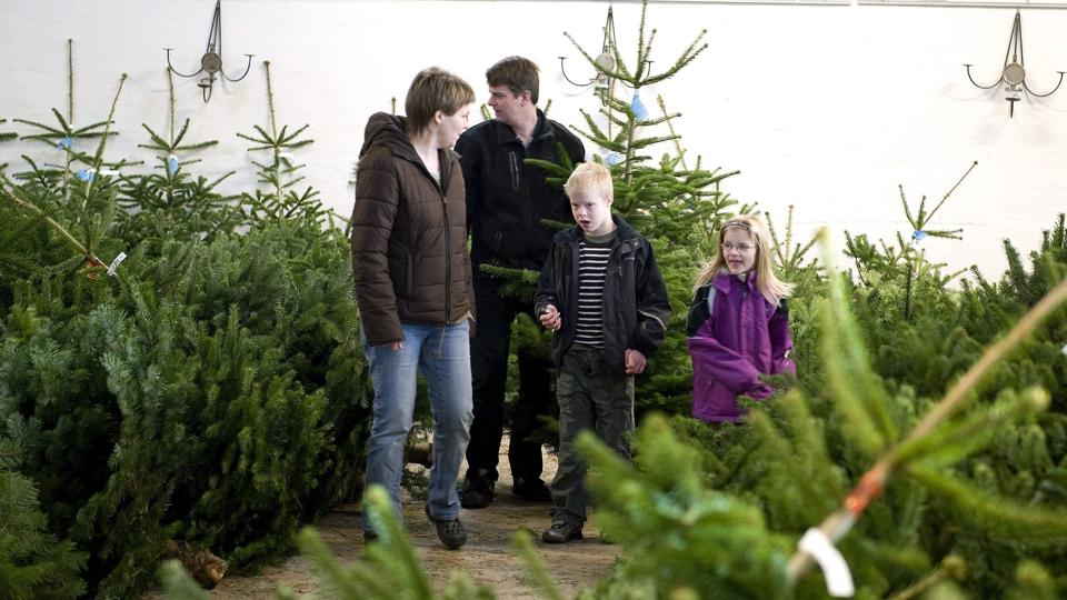 Allerede fra nu af kan man købe et juletræ på Knivholt og i næste weekend er der julemarked.
