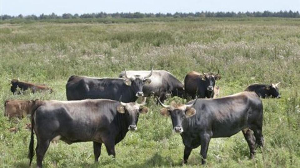 Vildokser i Lille Vildmose