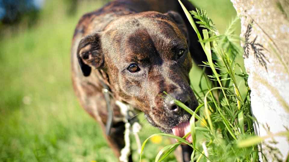 Ejeren af de hunde, der fredag skambed en kondiløber kan se frem til bødestraf. Foto: Colourbox