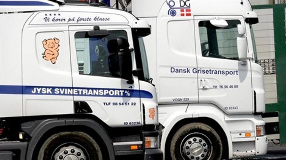 Jysk Svinetransport råder i dag over 32 lastvognstog, hvoraf nogle kan transportere 215 slagtesvin ad gangen placeret i tre dæk. Arkivfoto: Klaus Madsen