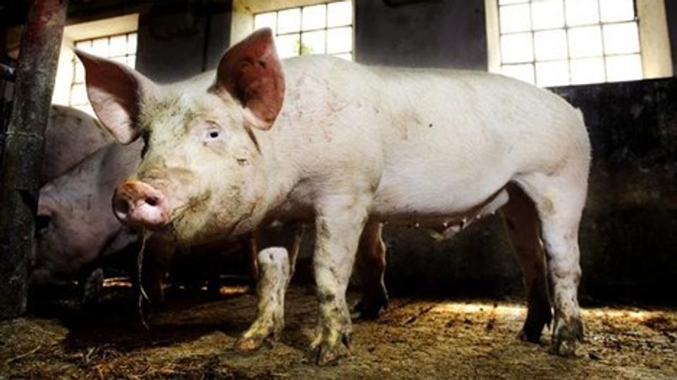 En nordjysk svineavler er utilfreds med dom for dyremishandling, men han anker ikke.