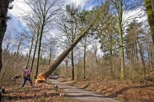 Rold Skov mistede sit måske højeste træ