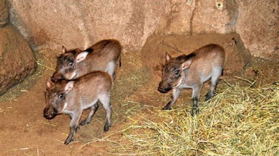 Der er nye Pumba-unger i Aalborg Zoos Afrikanske landsby.