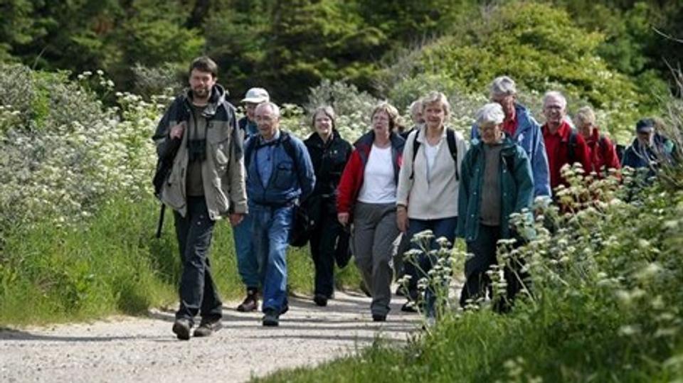 Den Gode Historie er fortsat en succes. Herunder guidede vandreture som her ved Rubjerg Knude. Arkivfoto: Henrik Louis
