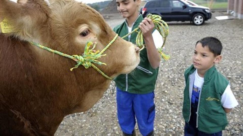 Sønnerne Simon og Jeppe Kusk Langballe har været vant til at omgås de tunge dyr fra barnsben. Foto: Michael Koch